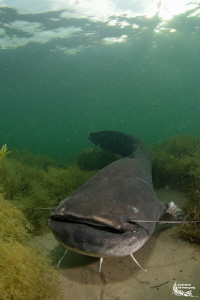 Welscatfish :-D by Daniel Strub 